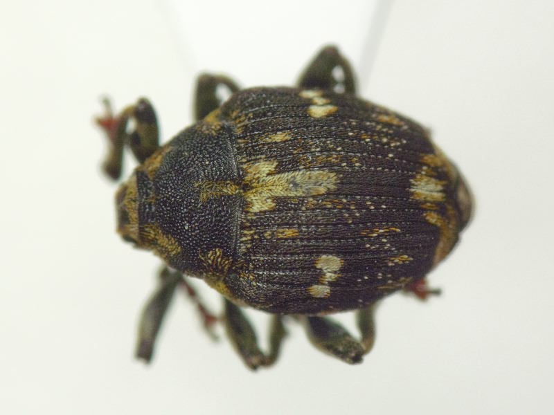 Mogulones crucifer (Pallas, 1771)